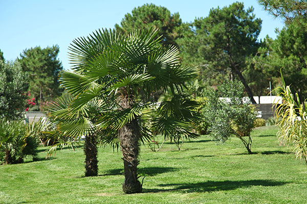 Une fronde de palmier