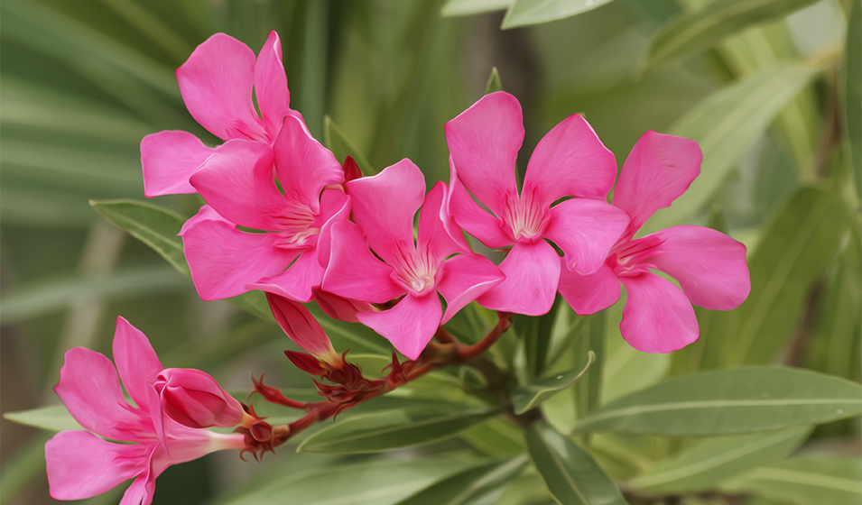 Le laurier-rose (Nerium oleander)