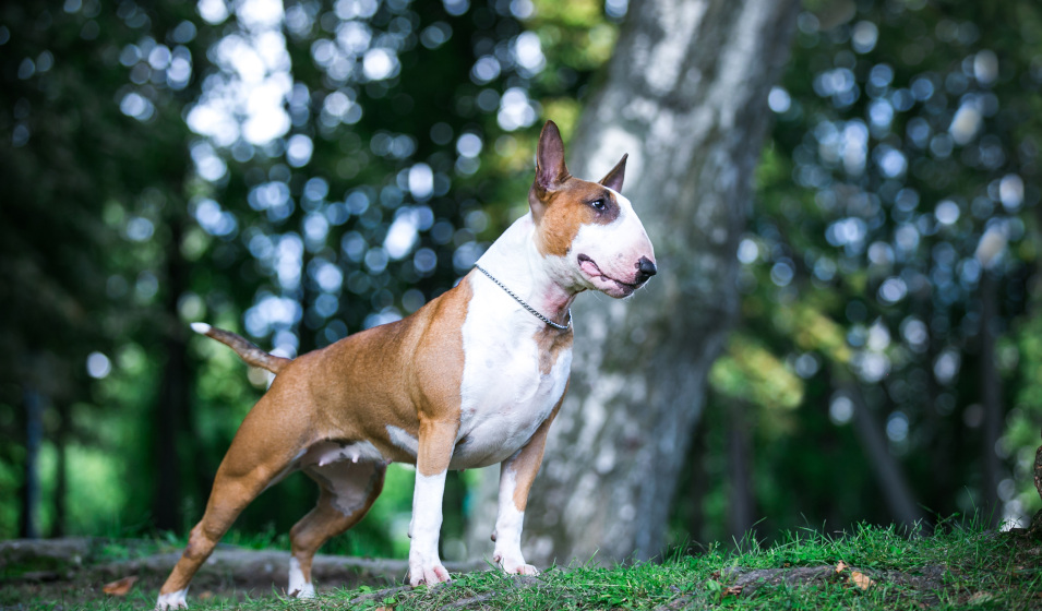 La santé du bull terrier est plutôt solide 