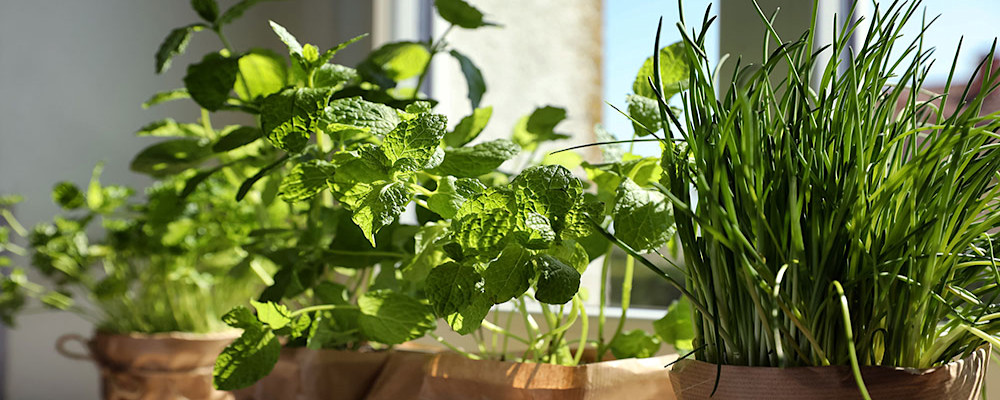 Les plantes aromatiques
