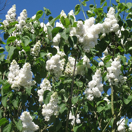 Lilas commun 'Mme Lemoine'