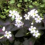 Oxalis