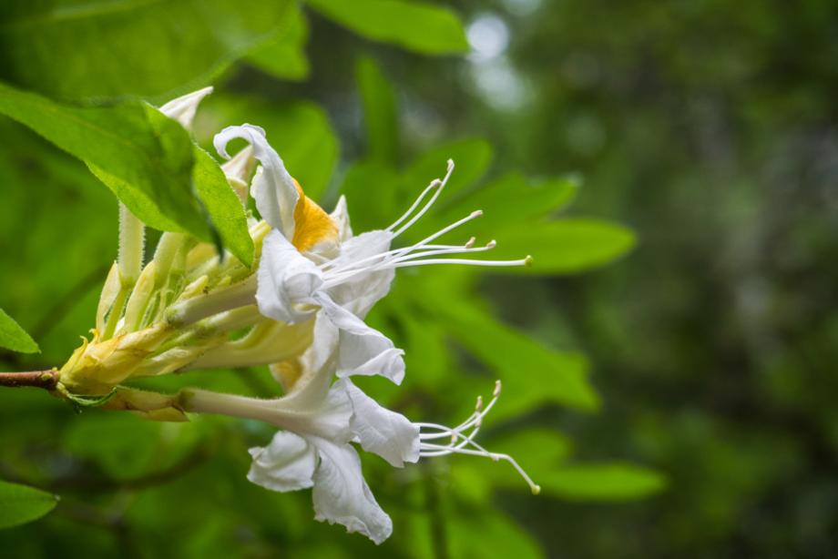 Rhododendron occidentale