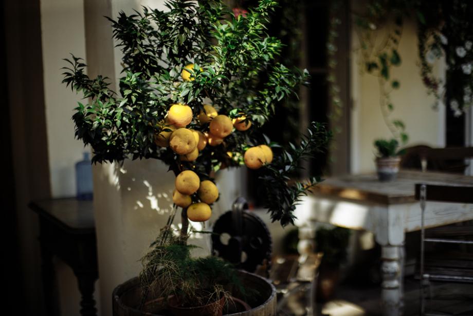 Agrumes en intérieur