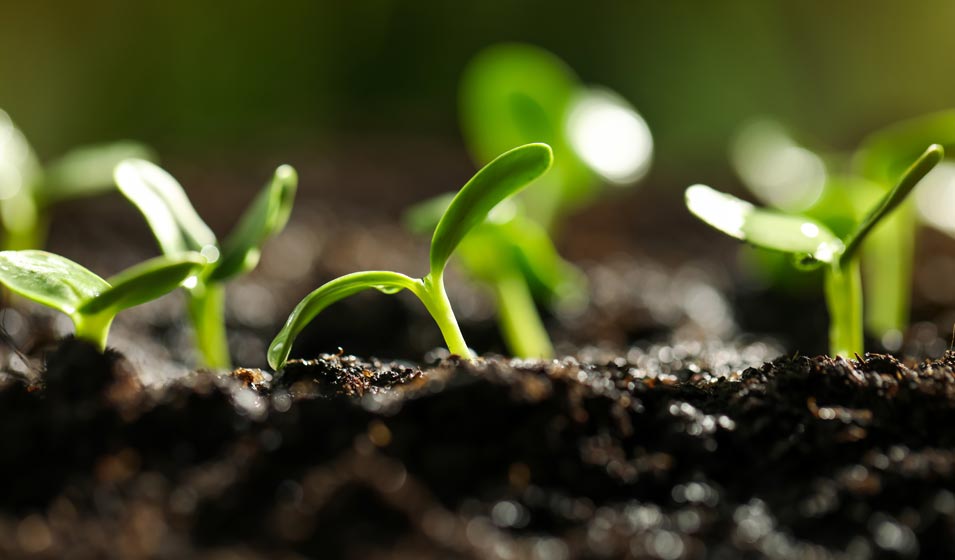 Le compost à la rescousse de votre jardin au printemps 