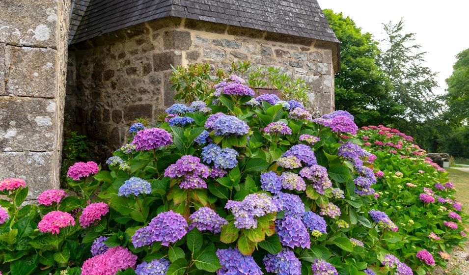 12 plantes  associer avec des hortensias pour un massif color - Jardiland
