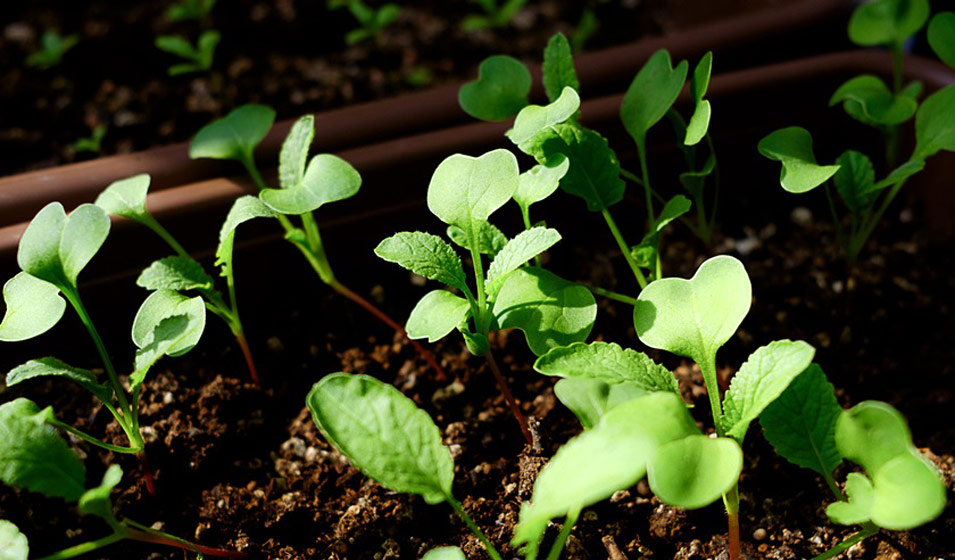 Potager de balcon - 9L