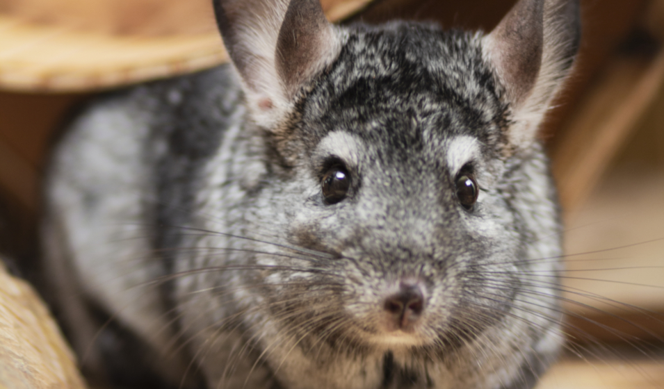 chinchilla