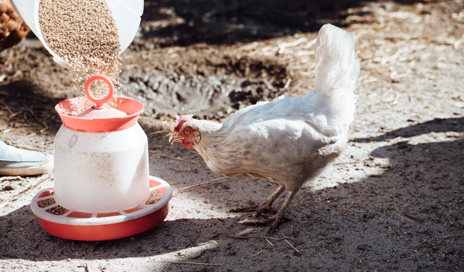 Une mangeoire pour poule est nécessaire pour distribuer les aliments secs !
