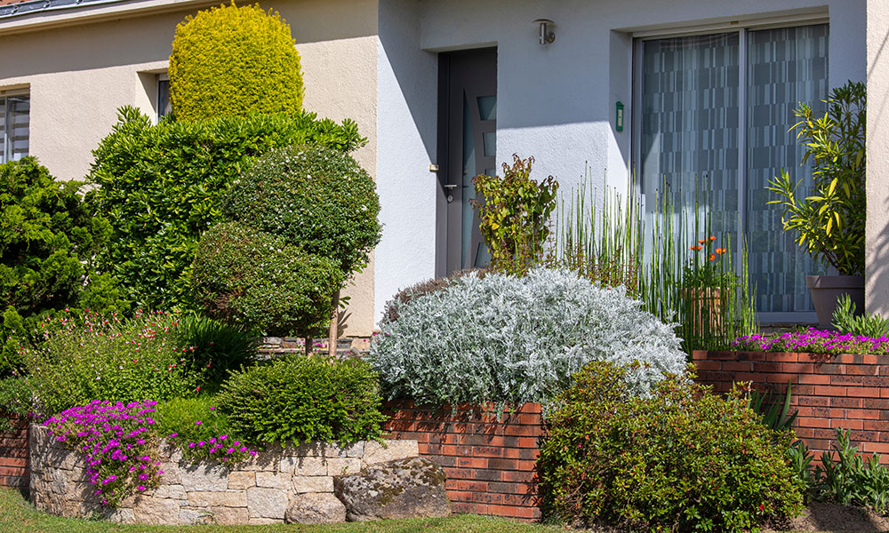 De petits arbres persistants et compacts pour des entrée ou des terrasse aménagées