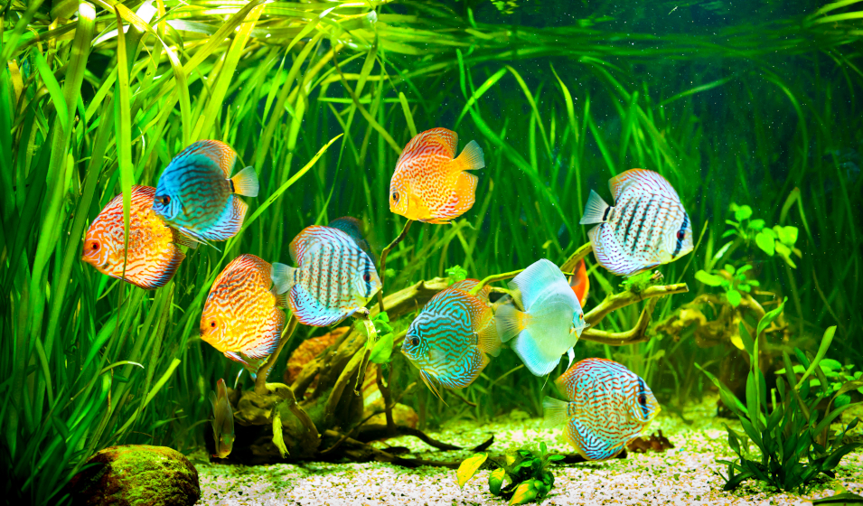 Sol technique pour plantes d'aquarium - Substrat complet actif et naturel -  Seau de 4Kg