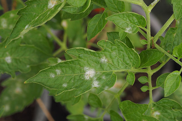 Le mildiou sur les feuilles de tomates
