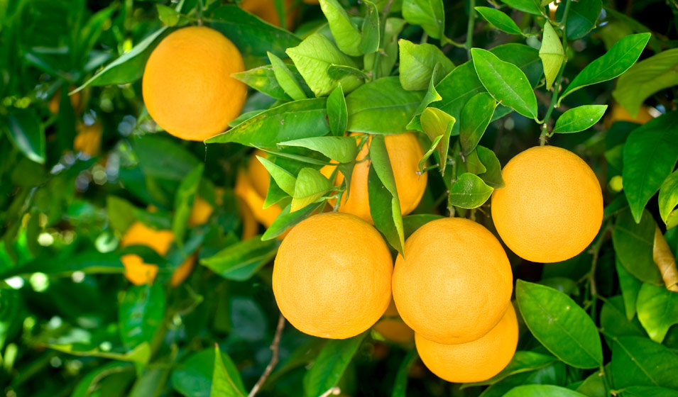 7 règles d'or pour réussir son citronnier ou son oranger dans son jardin -  Femmes d'Aujourd'hui