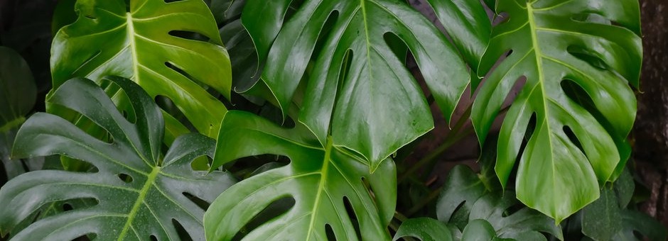 Monstera deliciosa
