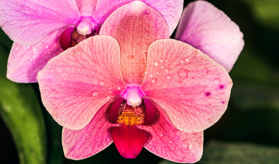 orchidee rose