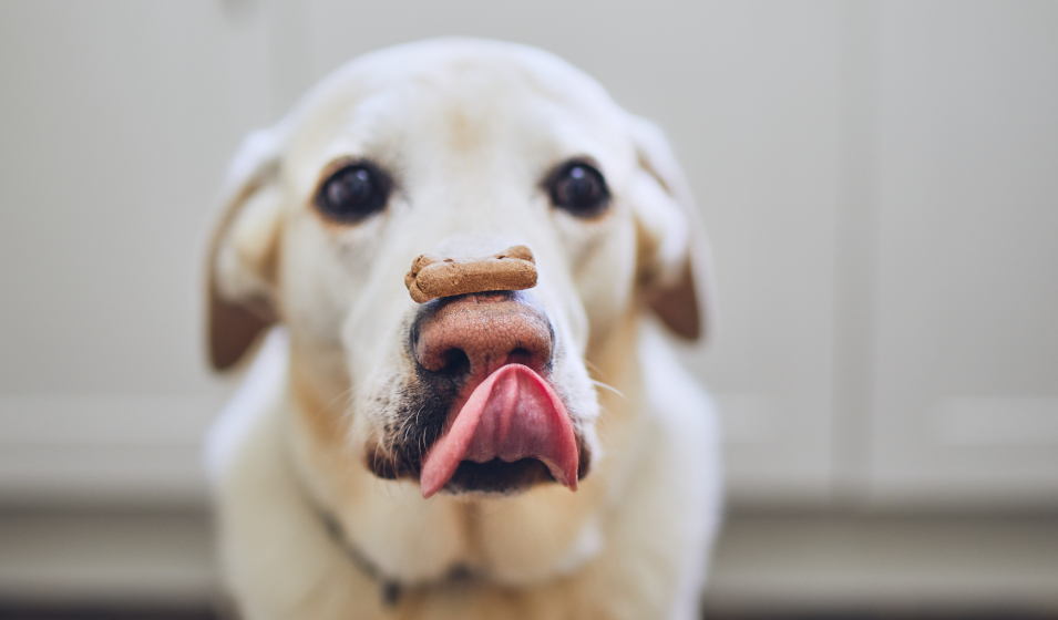 Eduquer avec les friandises