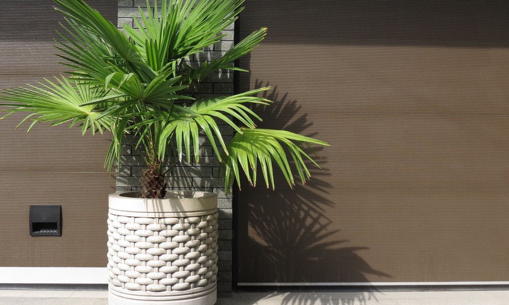 Un pot à bords droits ou à base large assure une bonne stabilité au palmier 