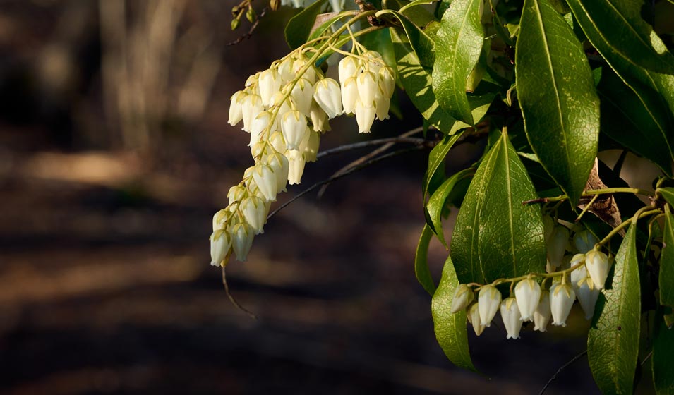 Pieris japonisa, celui qui sait être délicat 