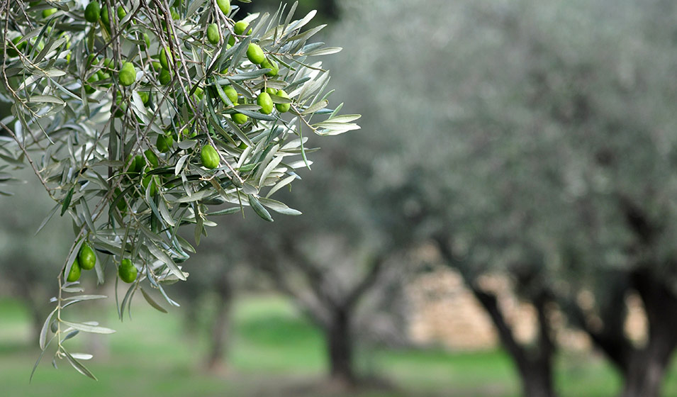 Un olivier dans le Nord de la France
