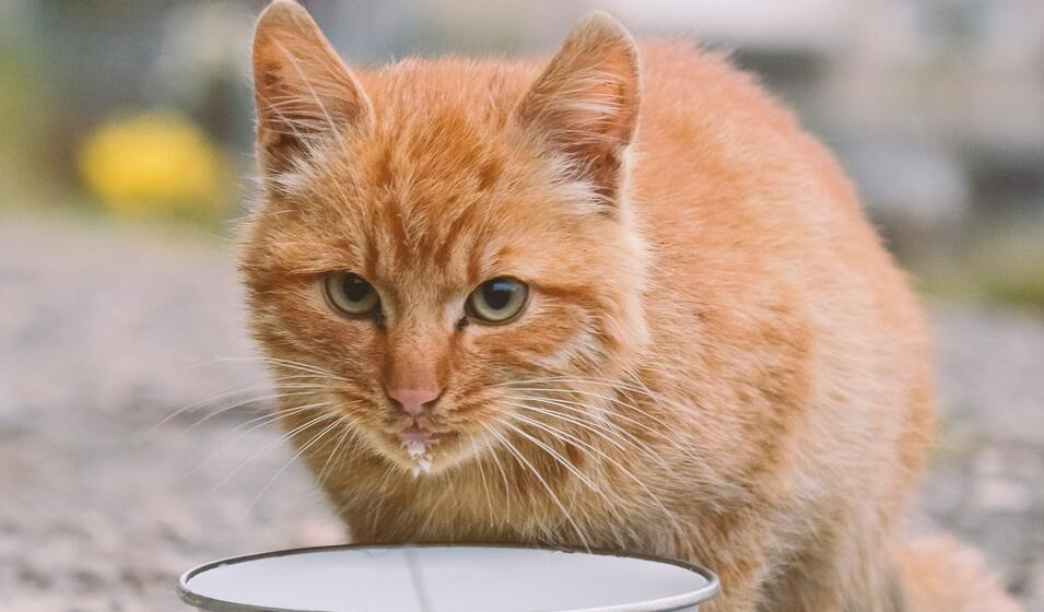 chat