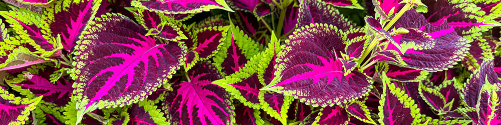 Coleus