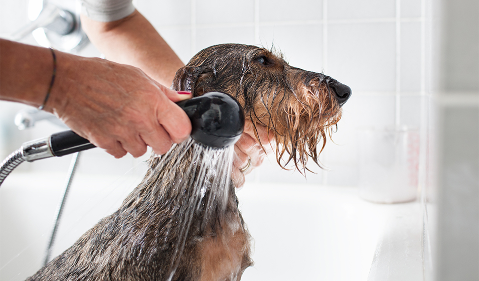 La serviette de bain pour chien : quel intérêt, et comment le