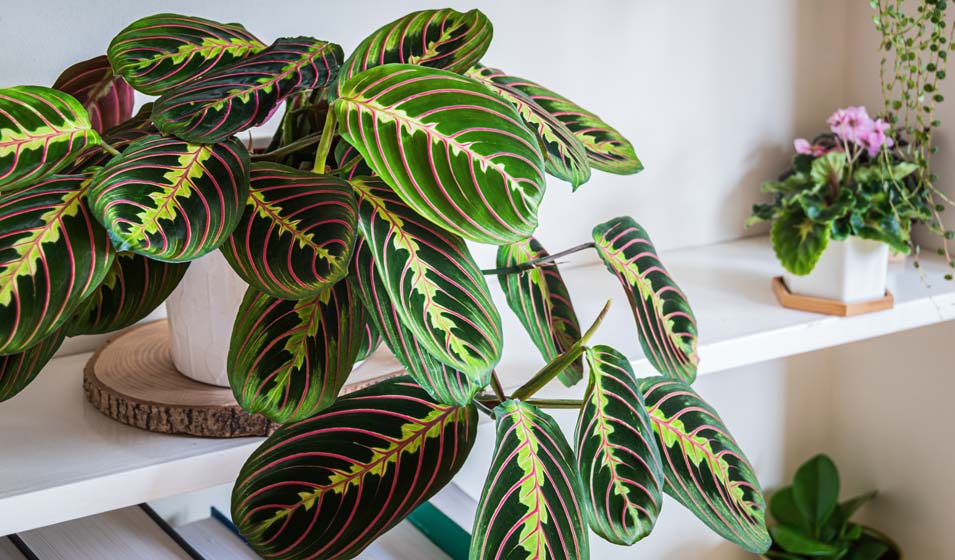 Maranta leuconeura, la belle au salon dormant