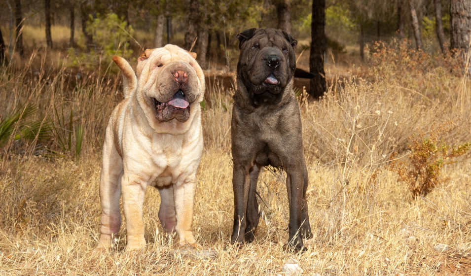 Deux chiens shar pei de couleur beige et marron dans un champ 