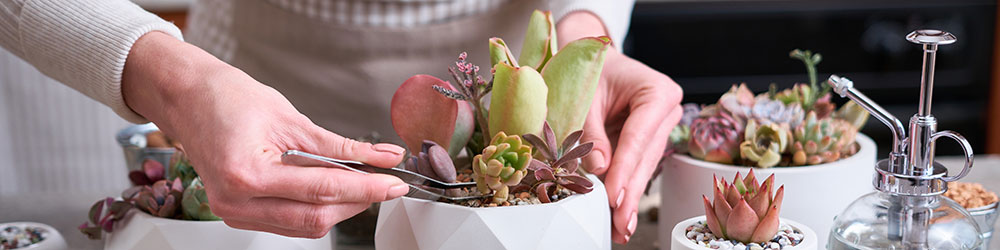 Plantes grasses