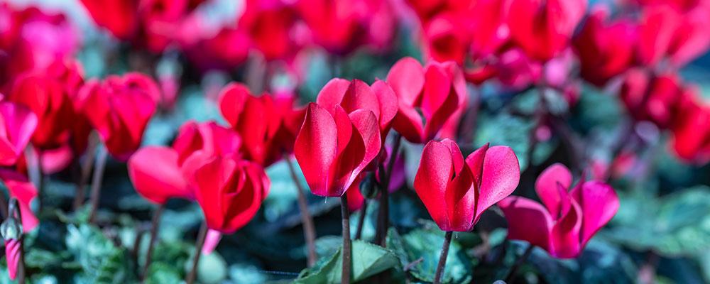 Cyclamen de Perse