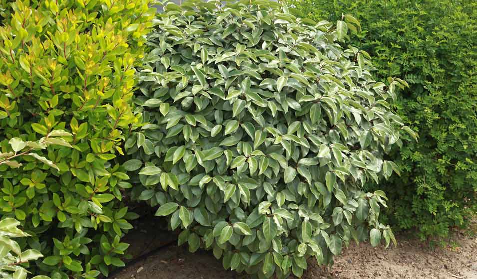 L'increvable du jardin urbain 