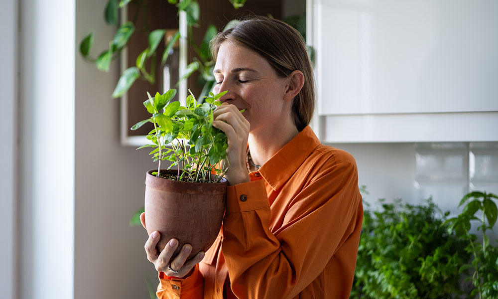 Cultiver des plantes aromatiques en intérieur en hiver : un pur bonheur ! 