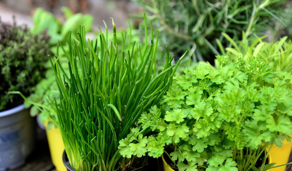 La ciboulette : une herbe aromatique aux bienfaits santé