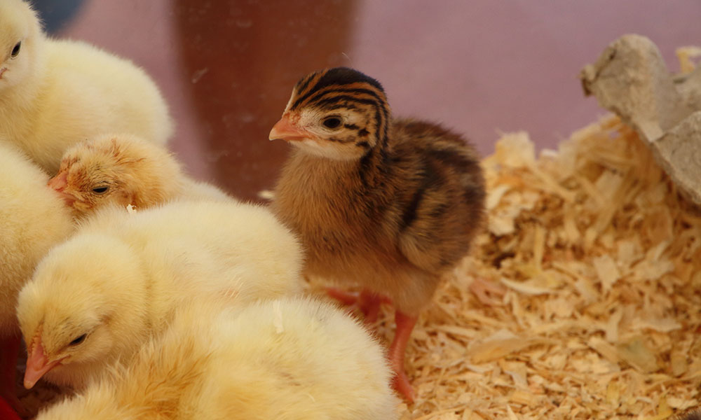 Poussins dans une couveuse