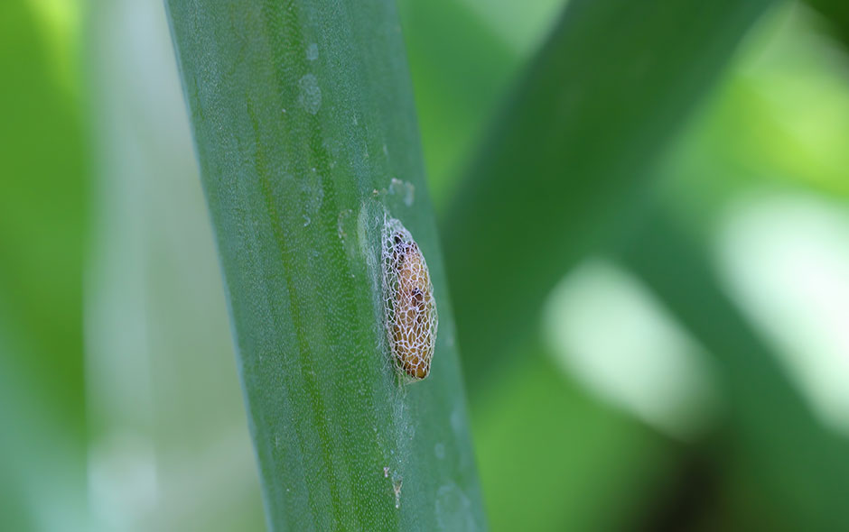 Comment lutter contre la teigne du poireau ? - Gamm vert