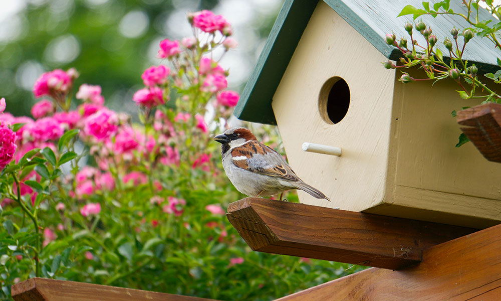 Quels nichoirs installer pour les oiseaux du jardin ?