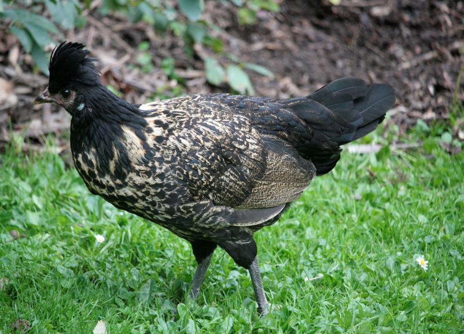 La poule Crèvecœur, une race à sauvegarder, parmi tant d’autres