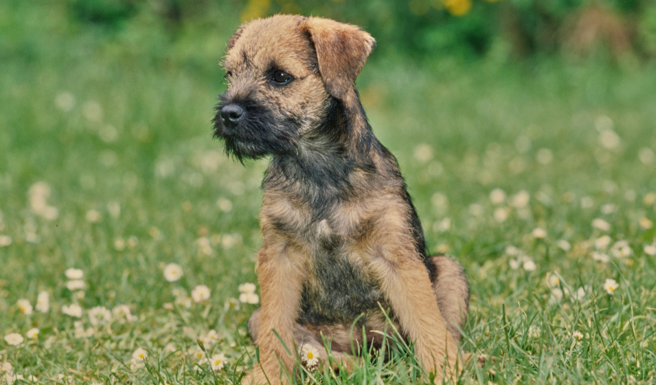 Un chiot border terrier assis dans l'herbe