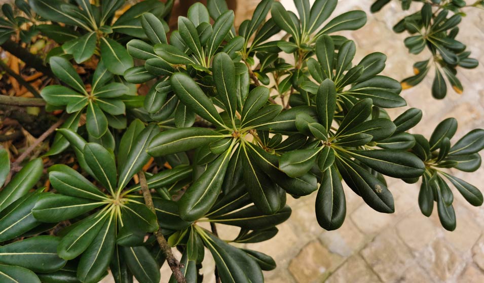 Le Pittosporum comme parasol des petits jardins