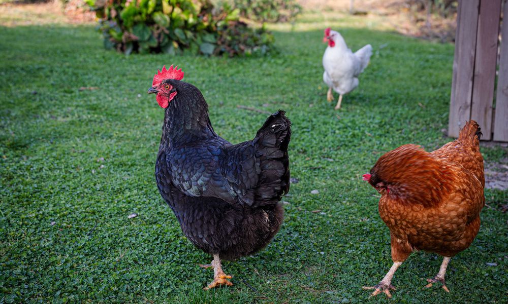 Les poules ont besoin d’espace pour être bien et en bonne santé