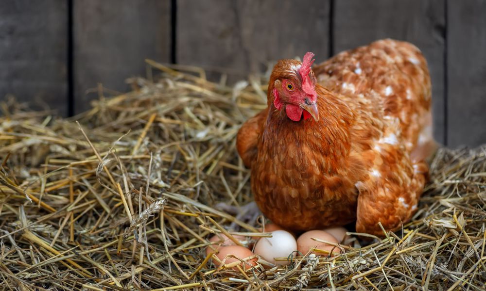 Une poule qui couve ne pond pas