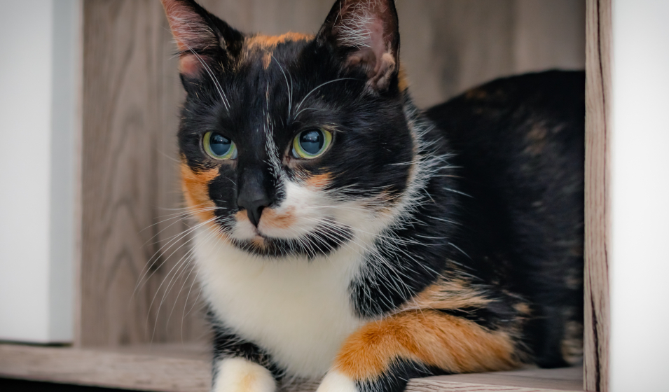 Comment apprivoiser un chat craintif ? Jardiland