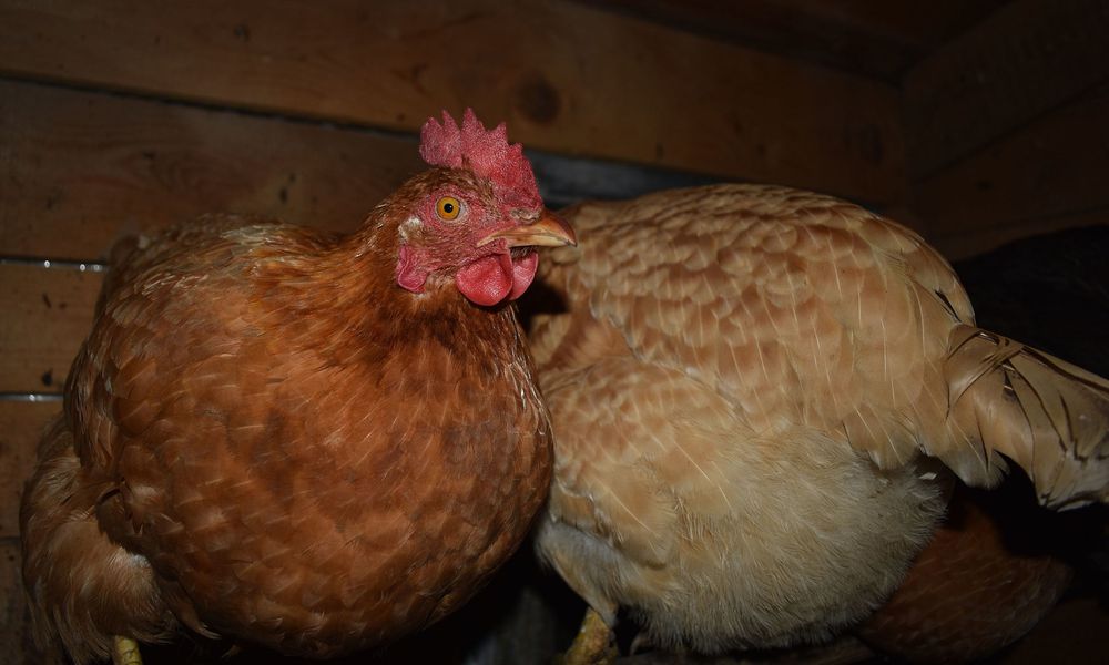 Introduire les poussins dans le poulailler durant la nuit est une méthode assez efficace
