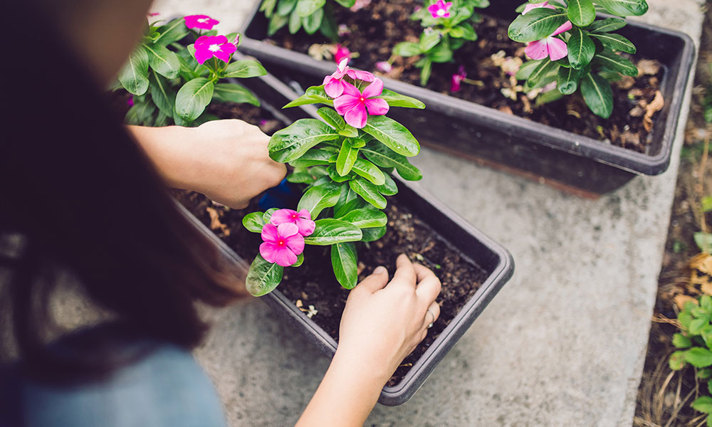 Composition de jardinières