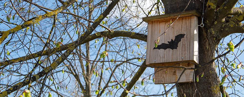 Abri spécial pour chauve-souris 