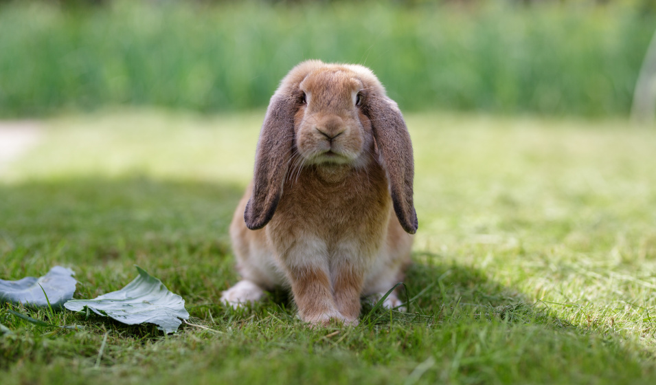 Un lapin bélier français brun est assis sur l'herbe