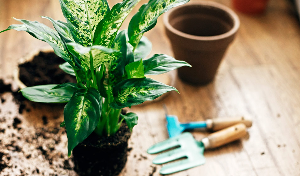 8 astuces pour se débarrasser des moucherons dans les plantes d'intérieur