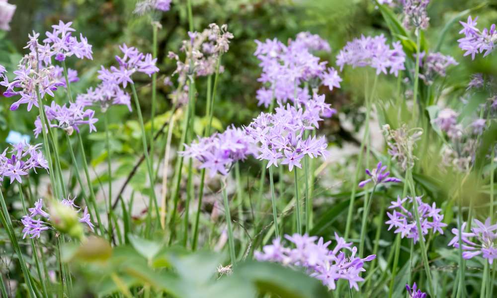 Utilisez le tulbaghia contre les campagnols et mulots