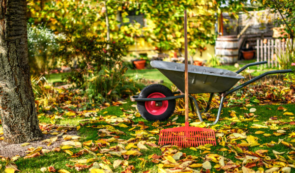 Cet automne prenez soin de votre jardin en 5 étapes
