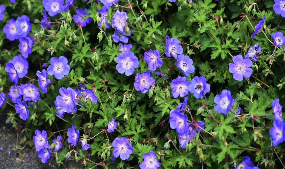 Le géranium Rozanne, la plante du siècle !